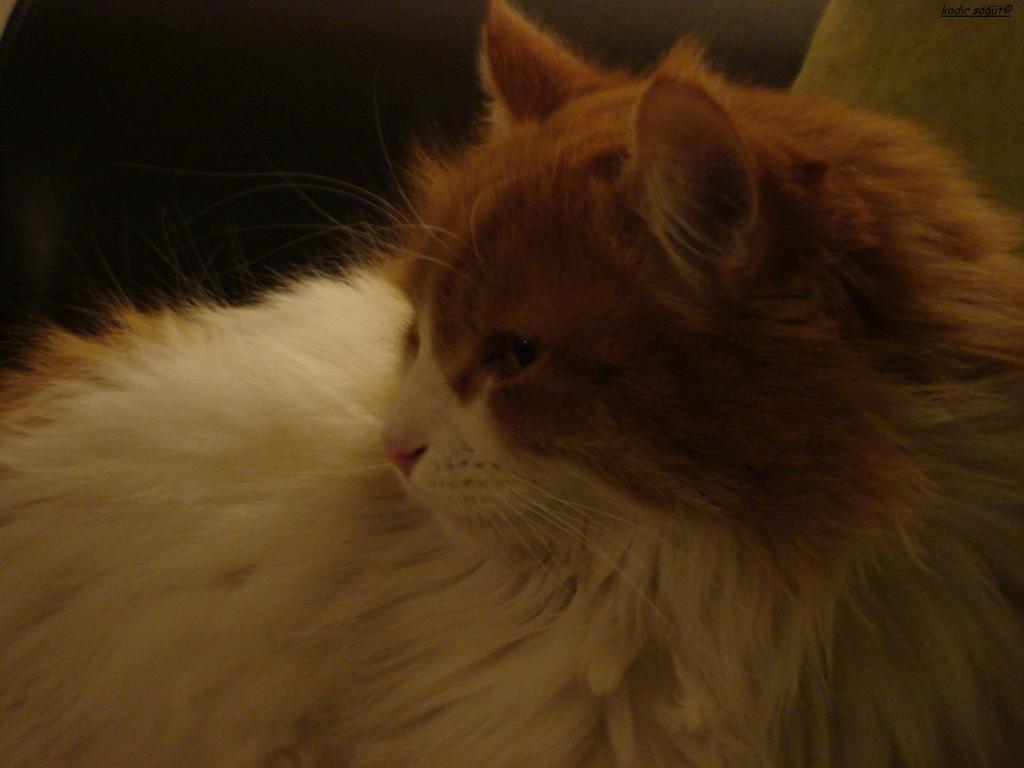 kedi 