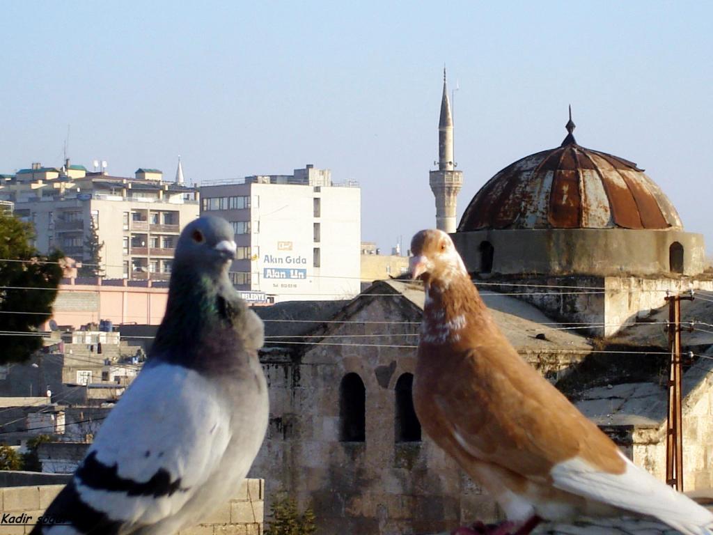 kuşlar kilise ve cami 