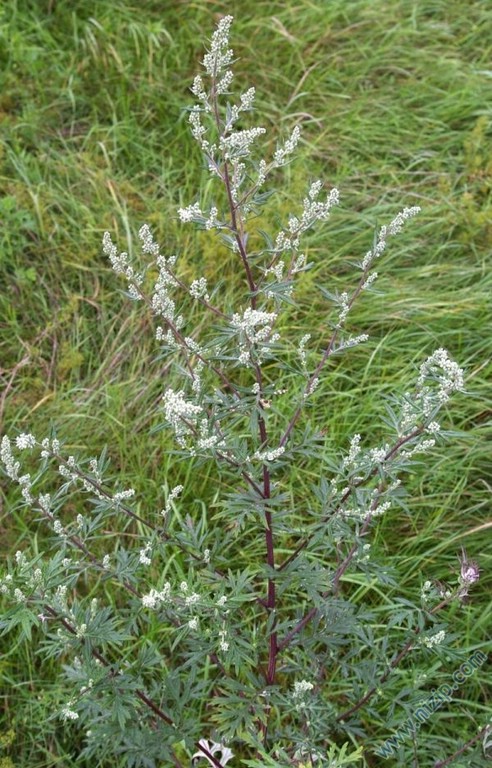 artemisia vulgaris cadi 