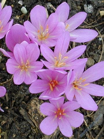 Güz Çiğdemi Colchicum automnale Liliaceae Liliengewaechse 