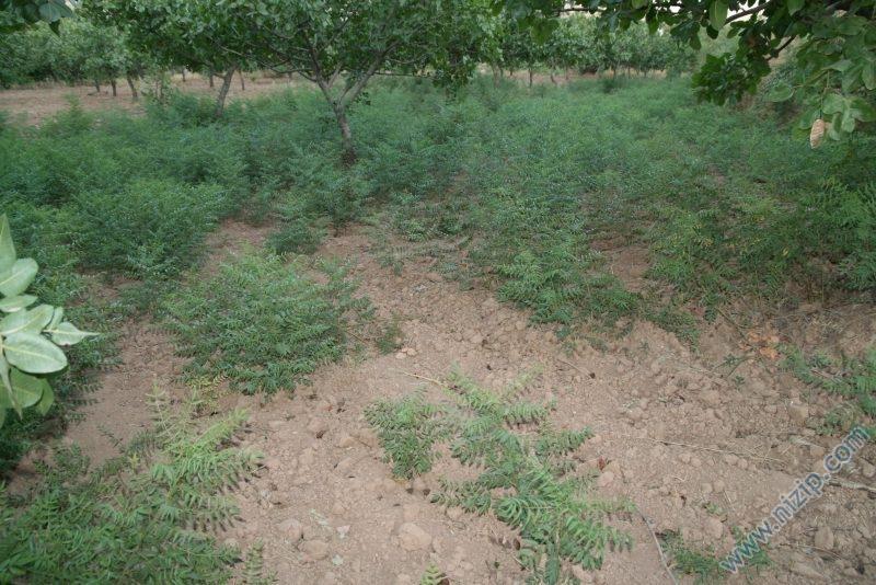 meyan  Glycyrrhize glabra 