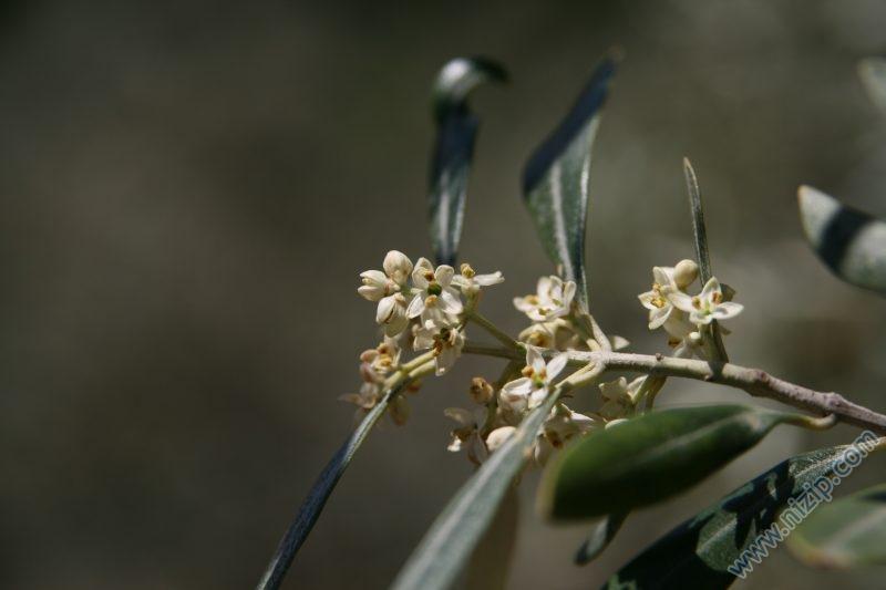 Zeytin Çiçek 