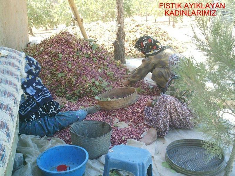 fıstık ayıklama 