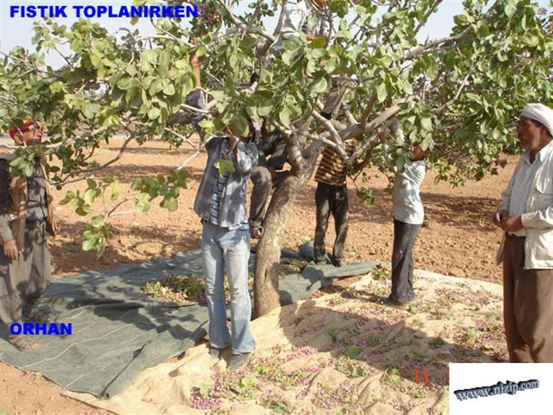 Fıstık Toplanırken 