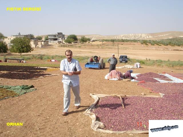 Fıstık kurutumu için sergi 