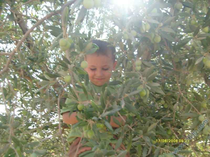 bir aliş kılasigi 