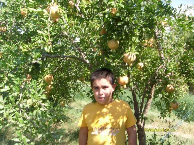 samet 