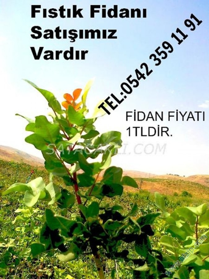 fıstık fidanlarımızdan kareler:) 