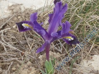 nevruz çiçeyi 