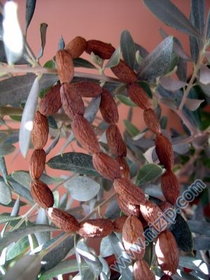 ZEYTİNTESBİHİ 