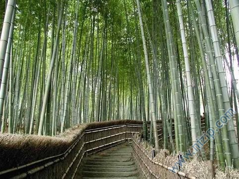bambu 