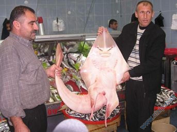 insanabenzeyenbalık3 