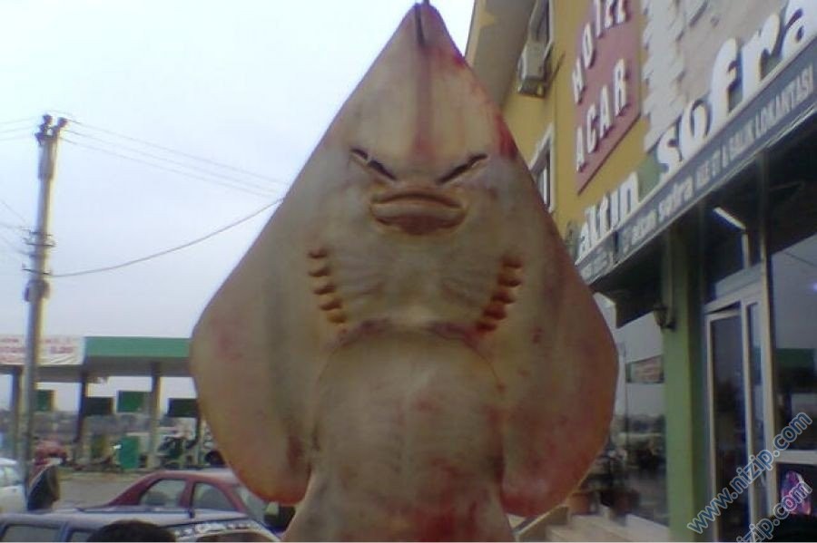 insanabenzeyenbalık1 