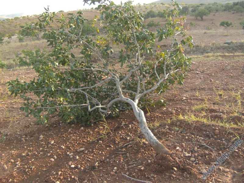 SELL4 