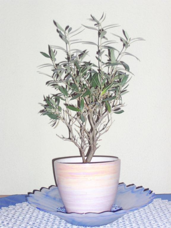 zeytin2 