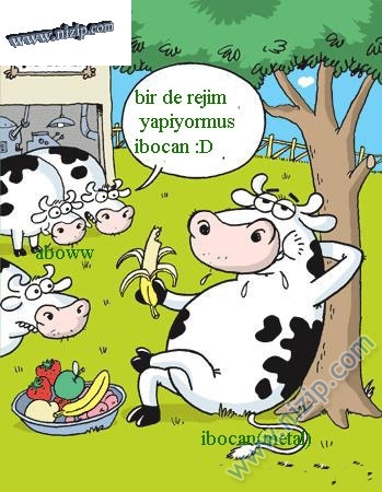 ibocan 
