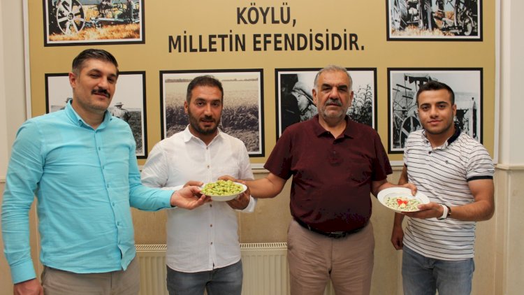 Ziraat Odasından İlk Boz Fıstığa Altın Ödülü Ziraat Odasından İlk Boz Fıstığa Altın Ödülü
