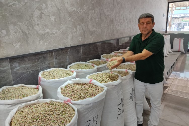 Nizip’te Boz fıstık sezonu kapandı 