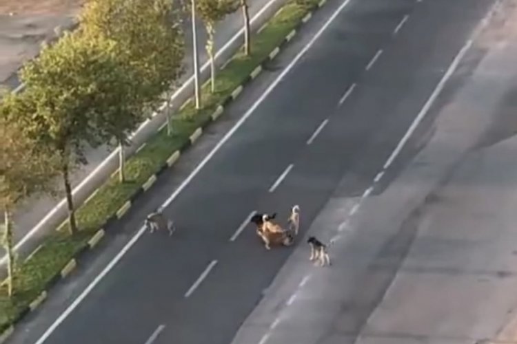 Nizip'te vatandaşlar başı boş köpeklerden tedirgin
