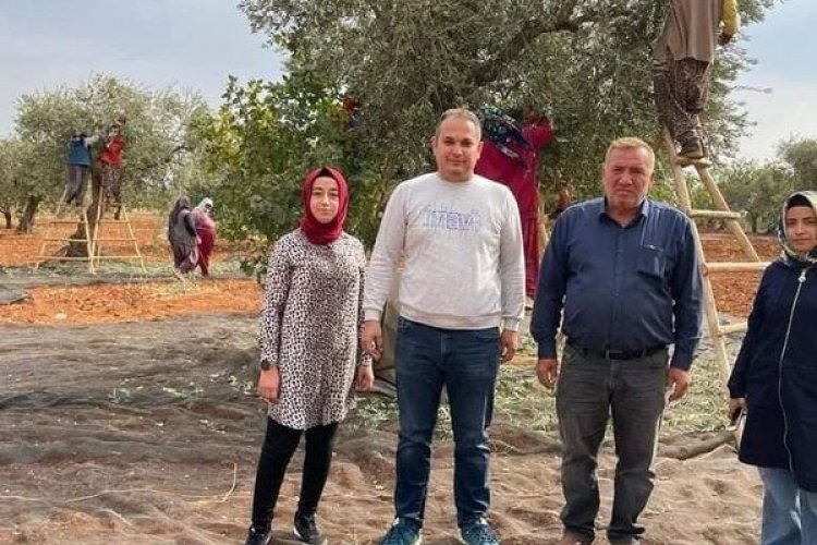 Zeytin hasadı başladı