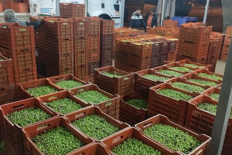 Nizip’te yeşil zeytin tezgaha indi Nizip’te yeşil zeytin tezgaha indi
