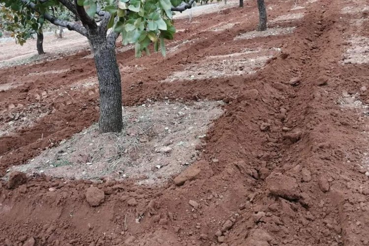 Antepfıstığı Bahçelerinde Taban Gübresi Uygulaması