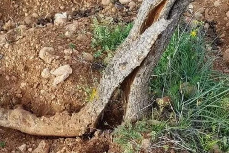 Tarım ve Orman Müdürlüğü Çiftleri Uyardı