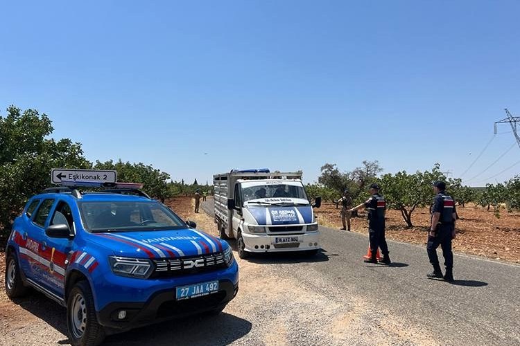 Jandarma Ekiplerinden Antep Fıstığına Nöbet: Hırsızlara Geçit Yok! Jandarma Ekiplerinden Antep Fıstığına Nöbet: Hırsızlara Geçit Yok!