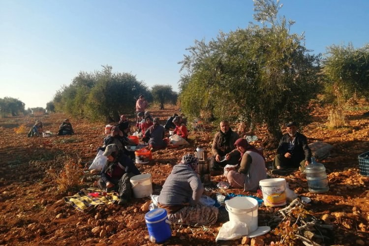 Bereketli Topraklarda Zeytin Mesaisi Başladı: Nizip’te Hasat Zamanı Bereketli Topraklarda Zeytin Mesaisi Başladı: Nizip’te Hasat Zamanı