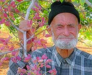 Siirt Fıstığı'nın Tesciline İtiraz Edildi