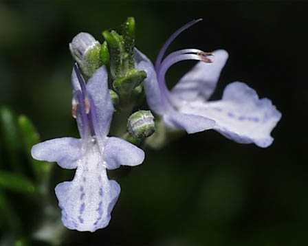 Biberiye Rosmarinus officinalis Lamiaceae Biberiye Rosmarinus officinalis Lamiaceae