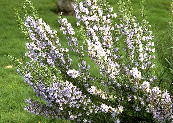 Biberiye Rosmarinus officinalis Lamiaceae