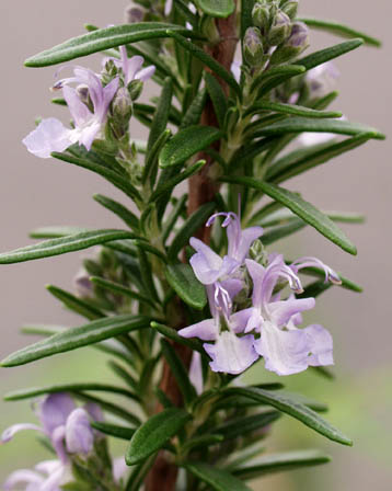 Biberiye Rosmarinus officinalis Lamiaceae
