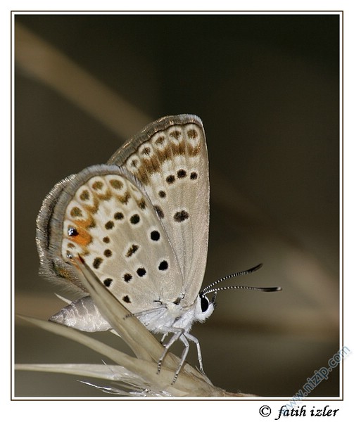 Foto Safari-1-