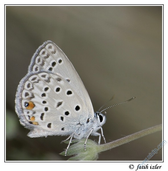 Foto Safari-1-