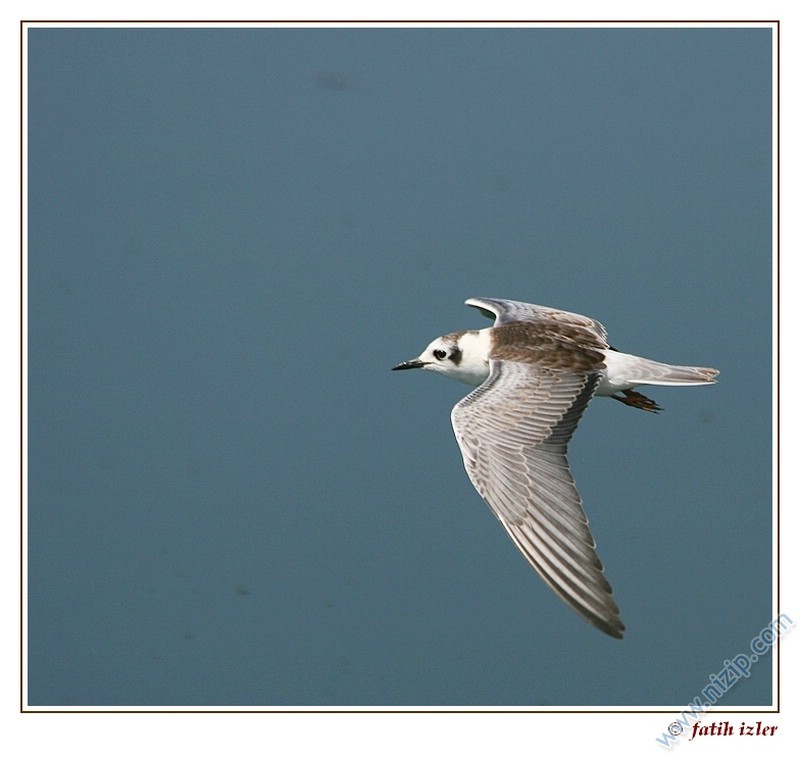 Foto Safari-1-