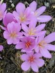 Güz Çiğdemi Acı çiğdem Colchicum automnale Liliaceae Liliengewaechse