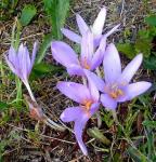 Güz Çiğdemi Acı çiğdem Colchicum automnale Liliaceae Liliengewaechse