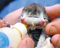 İki yüzlü kedi !