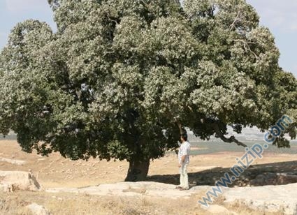 Bu da Bizim Yalnız Ağacımız (Yağmur Ağaç) Bu da Bizim Yalnız Ağacımız (Yağmur Ağaç)