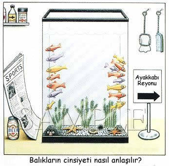 ADINIZ NEDİR HANFENDİ