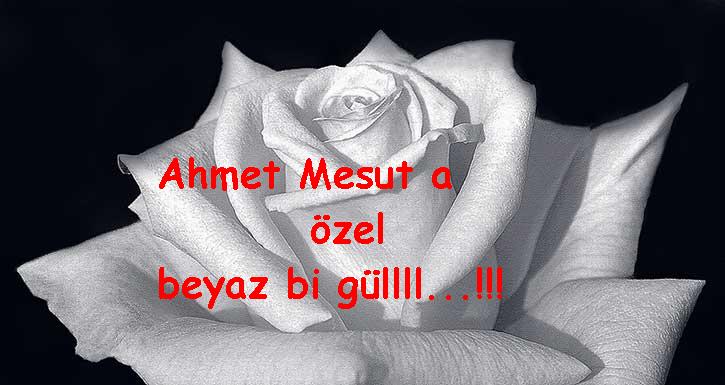 3 Gül --> 3 Üye