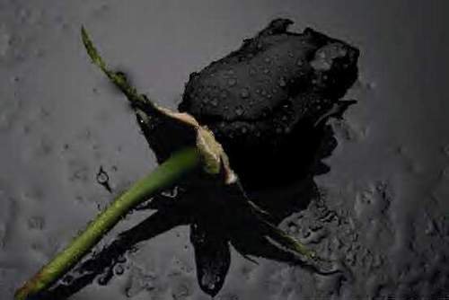 GÜL RESİMLERİ BURAYA