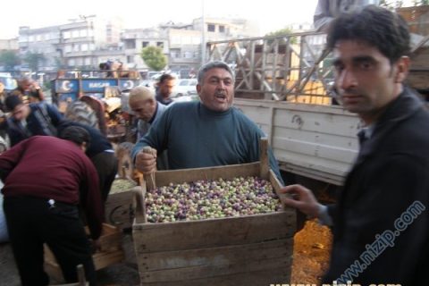 Nizipte zeytin hali neden yok?