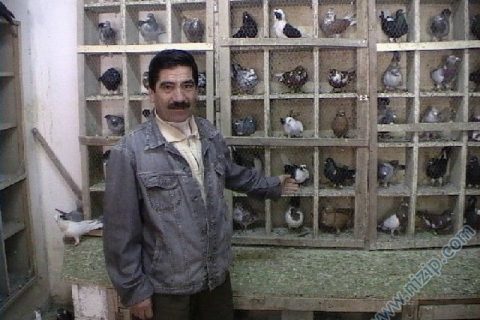 Nizipte Kuşçuların Kuşları çalındı