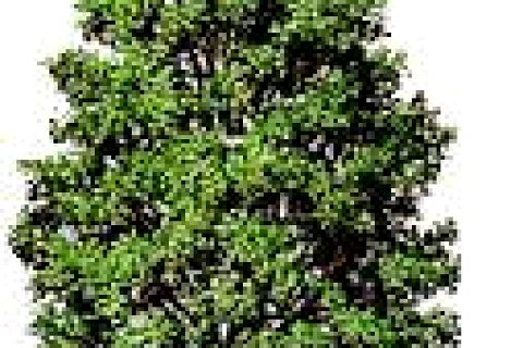 YESIL NIZIP IÇIN ELELE