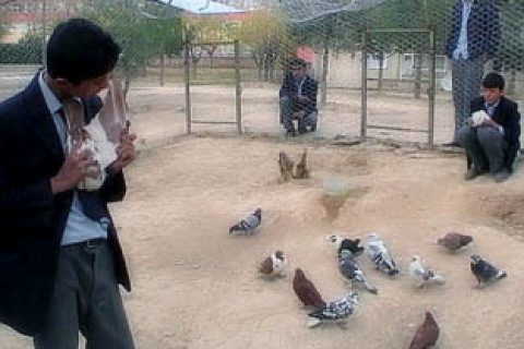 Küçük Cihat'ın kuşlarıda yatılı oldu