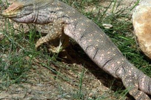 varan (Geçemen) çöl kertenkelesi