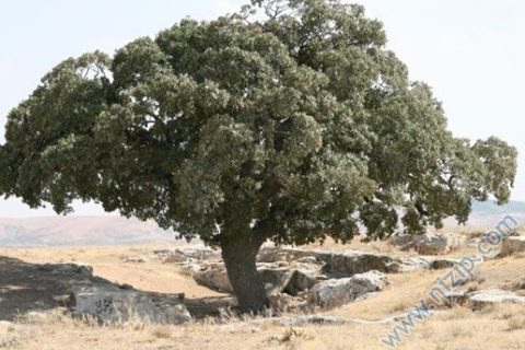 Yağmur Ağaç Anıt ağaç olarak Tescillendi