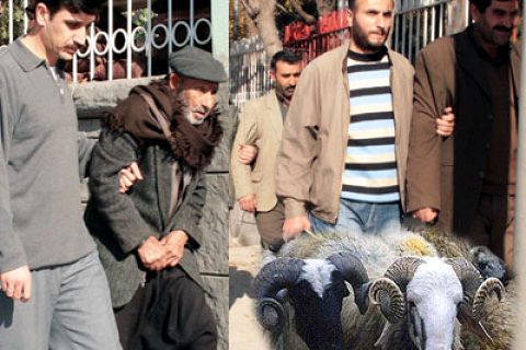 Çalınan kurbanlık koyunlar satılırken yakalandı